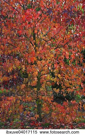 Stock Photography - Amerikanischer Amberbaum (Liquidambar styraciflua) in Herbstfarbung. Fotosearch