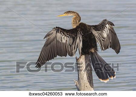 Amerikanischer Schlangenhalsvogel (Anhinga anhinga), beim Trocknen seiner Flugel, Florida, Everglades, USA, Nordamerika View Large Photo Image Stock Image - Amerikanischer Schlangenhalsvogel (Anhinga anhinga), beim Trocknen seiner Flugel, Florida, Everglades, USA, Nordamerika. Fotosearch