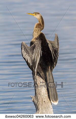 Amerikanischer Schlangenhalsvogel (Anhinga anhinga), beim Trocknen seiner Flugel, Florida, Everglades, USA, Nordamerika View Large Photo Image Stock Image - Amerikanischer Schlangenhalsvogel (Anhinga anhinga), beim Trocknen seiner Flugel, Florida, Everglades, USA, Nordamerika. Fotosearch