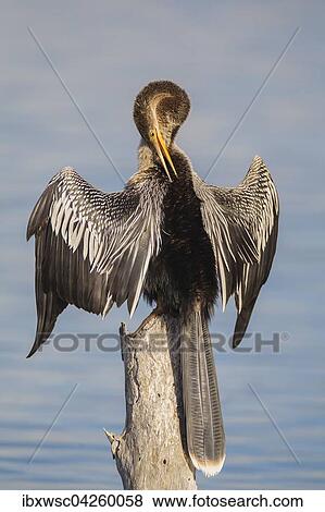 Amerikanischer Schlangenhalsvogel (Anhinga anhinga), bei der Gefiederpflege, Florida, Everglades, USA, Nordamerika View Large Photo Image Stock Photo - Amerikanischer Schlangenhalsvogel (Anhinga anhinga), bei der Gefiederpflege, Florida, Everglades, USA, Nordamerika. Fotosearch