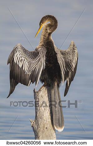Amerikanischer Schlangenhalsvogel (Anhinga anhinga), beim Trocknen seiner Flugel, Florida, Everglades, USA, Nordamerika View Large Photo Image Stock Photograph - Amerikanischer Schlangenhalsvogel (Anhinga anhinga), beim Trocknen seiner Flugel, Florida, Everglades, USA, Nordamerika. Fotosearch
