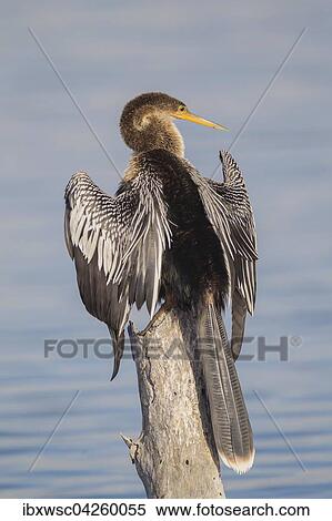 Amerikanischer Schlangenhalsvogel (Anhinga anhinga), beim Trocknen seiner Flugel, Florida, Everglades, USA, Nordamerika View Large Photo Image Stock Photography - Amerikanischer Schlangenhalsvogel (Anhinga anhinga), beim Trocknen seiner Flugel, Florida, Everglades, USA, Nordamerika. Fotosearch