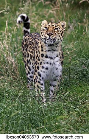 Amurleopard (Panthera pardus orientalis), adult, Vorkommen Asien, captive, England, Grossbritannien, Europa View Large Photo Image Stock Image - Amurleopard (Panthera pardus orientalis), adult, Vorkommen Asien, captive, England, Grossbritannien, Europa. Fotosearch
