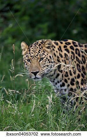 Amurleopard (Panthera pardus orientalis), adult, Vorkommen Asien, captive, England, Grossbritannien, Europa View Large Photo Image Stock Image - Amurleopard (Panthera pardus orientalis), adult, Vorkommen Asien, captive, England, Grossbritannien, Europa. Fotosearch