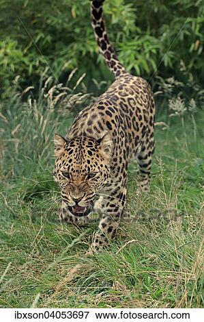 Stock Photo - Amurleopard (Panthera pardus orientalis), adult, pirschend, Vorkommen Asien, captive, England, Grossbritannien, Europa. Fotosearch