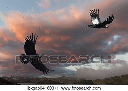 Anden-Kondore (Vultur gryphus) im Flug, Nationalpark Torres del Paine, Patagonien, Chile, Sudamerika View Large Photo Image Stock Image - Anden-Kondore (Vultur gryphus) im Flug, Nationalpark Torres del Paine, Patagonien, Chile, Sudamerika. Fotosearch