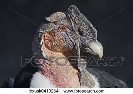 Andenkondor (Vultur gryphus), mannlich, Portrat, captive, Germany View Large Photo Image Stock Image - Andenkondor (Vultur gryphus), mannlich, Portrat, captive, Germany. Fotosearch