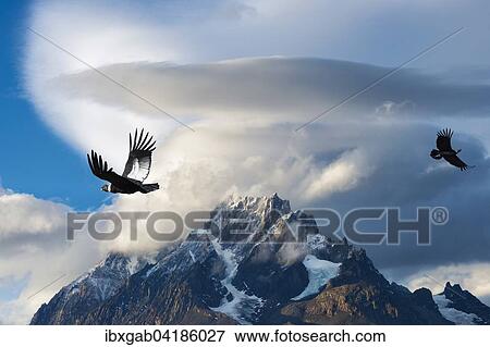 Stock Photo - Andenkondore (Vultur gryphus) fliegen uber Berge, Nationalpark Torres del Paine, Patagonien, Chile, Sudamerika. Fotosearch