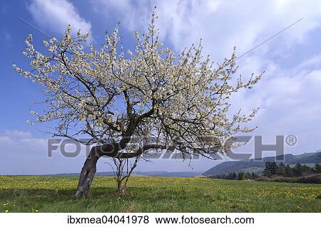 Apfelbaum auf Blumenwiese, Thuringen, Deutschland, Europa View Large Photo Image Stock Photo - Apfelbaum auf Blumenwiese, Thuringen, Deutschland, Europa. Fotosearch