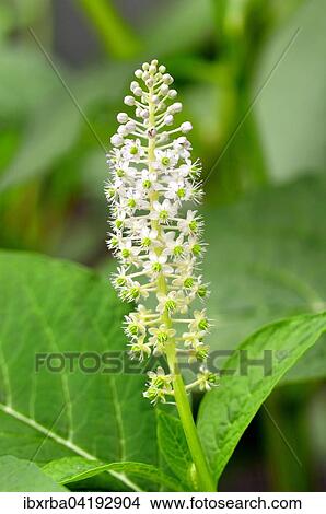 Asiatische Kermesbeere (Phytolacca acinosa), Blutenstand, Nordrhein-Westfalen, Deutschland, Europa View Large Photo Image Picture - Asiatische Kermesbeere (Phytolacca acinosa), Blutenstand, Nordrhein-Westfalen, Deutschland, Europa. Fotosearch