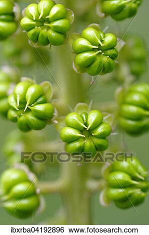 Asiatische Kermesbeere (Phytolacca acinosa), unreifer Fruchtstand, Nordrhein-Westfalen, Deutschland, Europa View Large Photo Image Stock Photograph - Asiatische Kermesbeere (Phytolacca acinosa), unreifer Fruchtstand, Nordrhein-Westfalen, Deutschland, Europa. Fotosearch