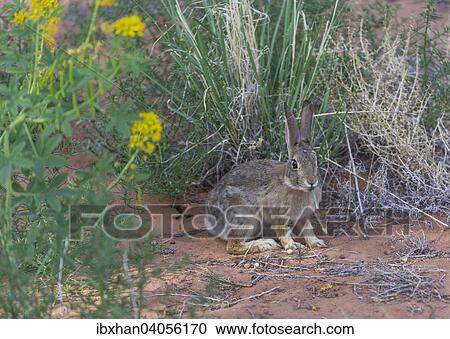 Stock Image - Audubon-Baumwollschwanzkaninchen (Sylvilagus audubonii), Utah, USA, Nordamerika. Fotosearch