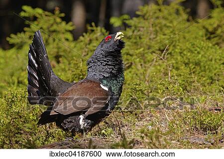 Auerhuhn (Tetrao urogallus), Hahn, Tirol, Osterreich, Europa View Large Photo Image Stock Image - Auerhuhn (Tetrao urogallus), Hahn, Tirol, Osterreich, Europa. Fotosearch
