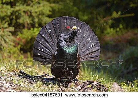 Auerhuhn (Tetrao urogallus), Hahn, Tirol, Osterreich, Europa View Large Photo Image Stock Image - Auerhuhn (Tetrao urogallus), Hahn, Tirol, Osterreich, Europa. Fotosearch