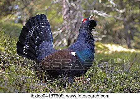 Auerhuhn (Tetrao urogallus), Hahn, Tirol, Osterreich, Europa View Large Photo Image Stock Photo - Auerhuhn (Tetrao urogallus), Hahn, Tirol, Osterreich, Europa. Fotosearch
