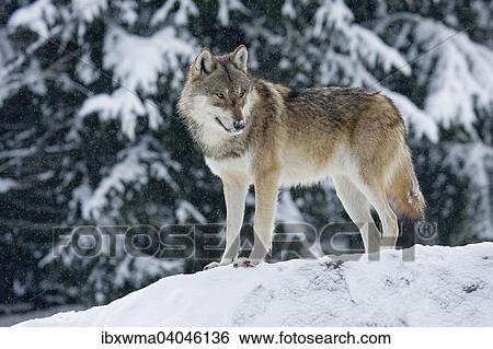 Auf Felsblock stehender Wolf (Canis lupus) bei Schneefall, captive, Deutschland, Europa View Large Photo Image Stock Photograph - Auf Felsblock stehender Wolf (Canis lupus) bei Schneefall, captive, Deutschland, Europa. Fotosearch