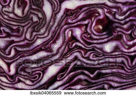 Aufgeschnittener Rotkohl, Blaukraut View Large Photo Image Stock Photo - Aufgeschnittener Rotkohl, Blaukraut. Fotosearch