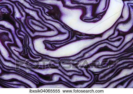 Aufgeschnittener Rotkohl, Blaukraut View Large Photo Image Stock Photography - Aufgeschnittener Rotkohl, Blaukraut. Fotosearch