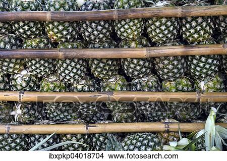 Aufgestapelte Ananas, Hua Hin, Thailand, Asien View Large Photo Image Picture - Aufgestapelte Ananas, Hua Hin, Thailand, Asien. Fotosearch