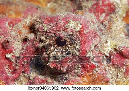 Auge, Echter Steinfisch (Synanceia verrucosa), Jordanien, Asien View Large Photo Image Stock Image - Auge, Echter Steinfisch (Synanceia verrucosa), Jordanien, Asien. Fotosearch