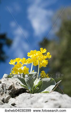 Stock Photo - Aurikel (Primula auricula), Oberbayern, Bayern, Deutschland, Europa. Fotosearch