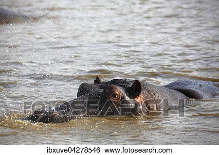 Ausatmendes, mit Wasser spritzendes Flusspferd, Nilpferd (Hippopatamus amphibius) im Wasser, iSimangaliso Wetland Park, Nationalpark, Kwazulu Natal, Republik Sudafrika, Afrika View Large Photo Image Stock Photograph - Ausatmendes, mit Wasser spritzendes Flusspferd, Nilpferd (Hippopatamus amphibius) im Wasser, iSimangaliso Wetland Park, Nationalpark, Kwazulu Natal, Republik Sudafrika, Afrika. Fotosearch
