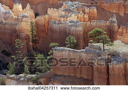 Ausblick auf farbige Gesteinsformationen mit Kiefern, Hoodoos, Morgenlicht, Bryce Canyon Nationalpark, Utah, USA, Nordamerika View Large Photo Image Stock Image - Ausblick auf farbige Gesteinsformationen mit Kiefern, Hoodoos, Morgenlicht, Bryce Canyon Nationalpark, Utah, USA, Nordamerika. Fotosearch