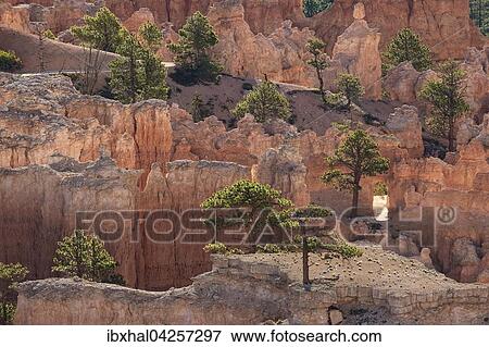 Ausblick auf farbige Gesteinsformationen mit Kiefern (Pinus sp. ), Hoodoos, Morgenlicht, Bryce Canyon Nationalpark, Utah, USA, Nordamerika View Large Photo Image Stock Photo - Ausblick auf farbige Gesteinsformationen mit Kiefern (Pinus sp. ), Hoodoos, Morgenlicht, Bryce Canyon Nationalpark, Utah, USA, Nordamerika. Fotosearch