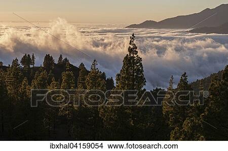 Ausblick auf Passatwolken uber dem Valle Aridane, hinten rechts die Caldera de Taburiente, Abendlicht, La Palma, Kanarische Inseln, Spanien, Europa View Large Photo Image Picture - Ausblick auf Passatwolken uber dem Valle Aridane, hinten rechts die Caldera de Taburiente, Abendlicht, La Palma, Kanarische Inseln, Spanien, Europa. Fotosearch
