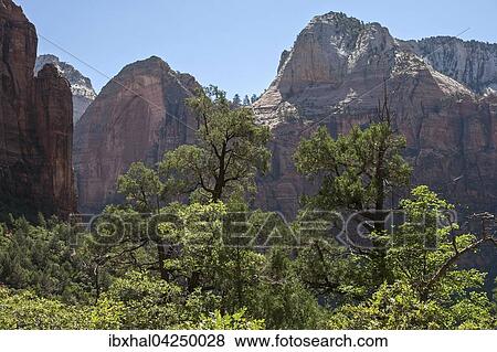 Stock Photo - Ausblick vom Emerald Pools Trail auf Vegetaion und Sandsteinfelsen, Zion Nationalpark, Utah, USA, Nordamerika. Fotosearch