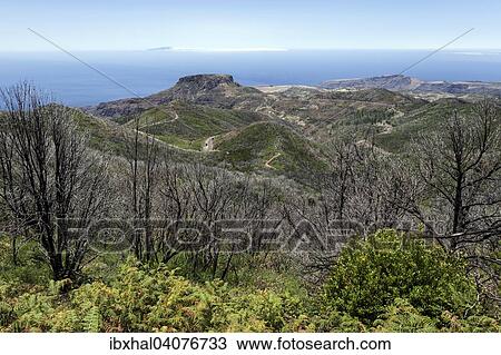 Ausblick vom Gipfel des Garajonay auf verkohlte Straucher, Spuren des Waldbrandes 2012, hinten der Fortalezza, am Horizont die Insel El Hierro, La Gomera, Kanarische Inseln, Spanien, Europa View Large Photo Image Stock Image - Ausblick vom Gipfel des Garajonay auf verkohlte Straucher, Spuren des Waldbrandes 2012, hinten der Fortalezza, am Horizont die Insel El Hierro, La Gomera, Kanarische Inseln, Spanien, Europa. Fotosearch