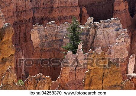 Ausblick vom Queens Garden Trail auf farbige Gesteinsformationen, Hoodoos, Bryce-Canyon-Nationalpark, Utah, USA, Nordamerika View Large Photo Image Stock Image - Ausblick vom Queens Garden Trail auf farbige Gesteinsformationen, Hoodoos, Bryce-Canyon-Nationalpark, Utah, USA, Nordamerika. Fotosearch