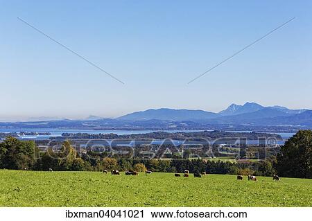 Ausblick von Ratzinger Hohe uber den Chiemsee, hinten die Chiemgauer Alpen, Chiemgau, Alpenvorland, Oberbayern, Bayern, Deutschland, Europa View Large Photo Image Stock Image - Ausblick von Ratzinger Hohe uber den Chiemsee, hinten die Chiemgauer Alpen, Chiemgau, Alpenvorland, Oberbayern, Bayern, Deutschland, Europa. Fotosearch