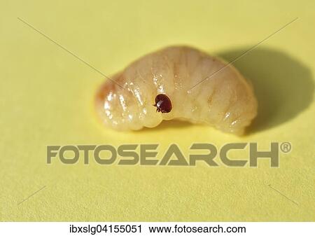Ausgewachsene Varroa Milbe (Varroa destructor syn. jacobsoni), Bienenparasit auf Larve einer Bienen Drohne (Apis mellifera), Deutschland, Europa View Large Photo Image Stock Image - Ausgewachsene Varroa Milbe (Varroa destructor syn. jacobsoni), Bienenparasit auf Larve einer Bienen Drohne (Apis mellifera), Deutschland, Europa. Fotosearch