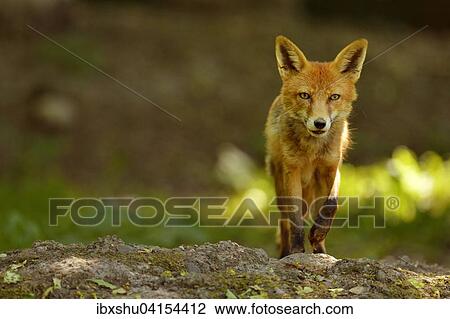 Ausgewachsener Rotfuchs (Vulpes vulpes), Kanton Basel, Schweiz, Europa View Large Photo Image Stock Image - Ausgewachsener Rotfuchs (Vulpes vulpes), Kanton Basel, Schweiz, Europa. Fotosearch