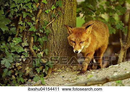 Ausgewachsener Rotfuchs (Vulpes vulpes) streift durch den Wald, Kanton Basel, Schweiz, Europa View Large Photo Image Stock Image - Ausgewachsener Rotfuchs (Vulpes vulpes) streift durch den Wald, Kanton Basel, Schweiz, Europa. Fotosearch