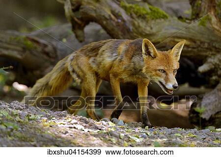 Stock Photo - Ausgewachsener Rotfuchs (Vulpes vulpes) streift durch den Wald, Kanton Basel, Schweiz, Europa. Fotosearch