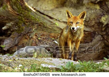 Ausgewachsener Rotfuchs (Vulpes vulpes) steht vor seiner Hohle, Kanton Basel, Schweiz, Europa View Large Photo Image Stock Photography - Ausgewachsener Rotfuchs (Vulpes vulpes) steht vor seiner Hohle, Kanton Basel, Schweiz, Europa. Fotosearch