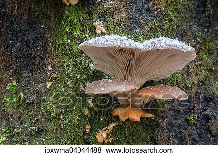 Austernseitlinge (Pleurotus ostreatus), Hessen, Deutschland, Europa View Large Photo Image Stock Photo - Austernseitlinge (Pleurotus ostreatus), Hessen, Deutschland, Europa. Fotosearch