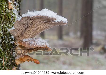Austernseitlinge (Pleurotus ostreatus), Hessen, Deutschland, Europa View Large Photo Image Stock Photo - Austernseitlinge (Pleurotus ostreatus), Hessen, Deutschland, Europa. Fotosearch