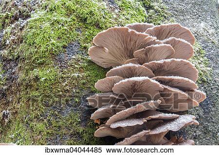 Austernseitlinge (Pleurotus ostreatus), Hessen, Deutschland, Europa View Large Photo Image Stock Photography - Austernseitlinge (Pleurotus ostreatus), Hessen, Deutschland, Europa. Fotosearch