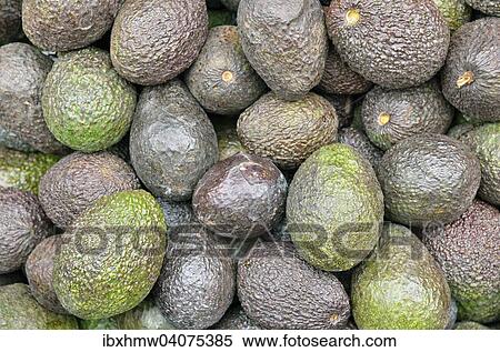 Avocados (Persea americana), Mexiko, Nordamerika View Large Photo Image Stock Photography - Avocados (Persea americana), Mexiko, Nordamerika. Fotosearch