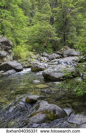Bach Estero Armenilo, Parque Tricahue, San Clemente, Region del Maule, Chile, Sudamerika View Large Photo Image Stock Image - Bach Estero Armenilo, Parque Tricahue, San Clemente, Region del Maule, Chile, Sudamerika. Fotosearch
