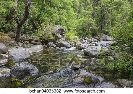 Bach Estero Armenilo, Parque Tricahue, San Clemente, Region del Maule, Chile, Sudamerika View Large Photo Image Stock Image - Bach Estero Armenilo, Parque Tricahue, San Clemente, Region del Maule, Chile, Sudamerika. Fotosearch