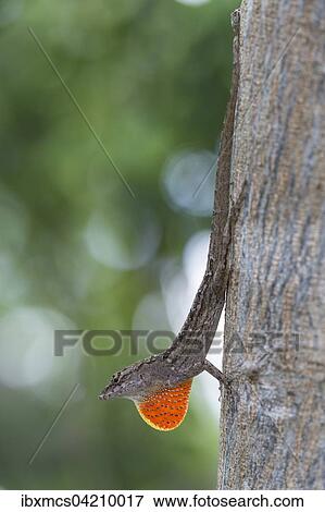 Bahamaanolis (Norops sagrei) mit rotem Kehlsack an einem Baum, Everglades Nationalpark, Florida, USA, Nordamerika View Large Photo Image Stock Photo - Bahamaanolis (Norops sagrei) mit rotem Kehlsack an einem Baum, Everglades Nationalpark, Florida, USA, Nordamerika. Fotosearch