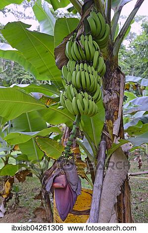 Banane (Musa ensete), Staude mit Blute, Insel Mahe, Seychellen, Afrika View Large Photo Image Stock Photograph - Banane (Musa ensete), Staude mit Blute, Insel Mahe, Seychellen, Afrika. Fotosearch