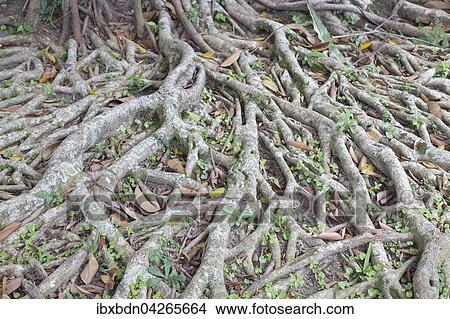 Banyan-Feige, auch Banyanbaum oder Bengalische Feige (Ficus benghalensis), Wurzeln, Bali, Indonesien, Asien View Large Photo Image Picture - Banyan-Feige, auch Banyanbaum oder Bengalische Feige (Ficus benghalensis), Wurzeln, Bali, Indonesien, Asien. Fotosearch