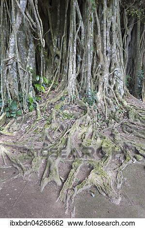Banyan-Feige, auch Banyanbaum oder Bengalische Feige (Ficus benghalensis), Wurzeln, Bali, Indonesien, Asien View Large Photo Image Stock Image - Banyan-Feige, auch Banyanbaum oder Bengalische Feige (Ficus benghalensis), Wurzeln, Bali, Indonesien, Asien. Fotosearch