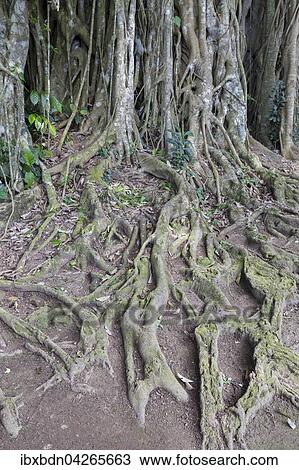 Stock Image - Banyan-Feige, auch Banyanbaum oder Bengalische Feige (Ficus benghalensis), Wurzeln, Bali, Indonesien, Asien. Fotosearch