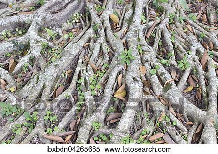 Banyan-Feige, auch Banyanbaum oder Bengalische Feige (Ficus benghalensis), Wurzeln, Bali, Indonesien, Asien View Large Photo Image Stock Photography - Banyan-Feige, auch Banyanbaum oder Bengalische Feige (Ficus benghalensis), Wurzeln, Bali, Indonesien, Asien. Fotosearch